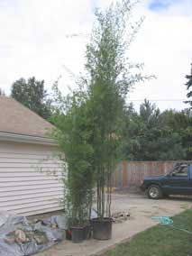 Bamboo after being unwrapped and unloaded