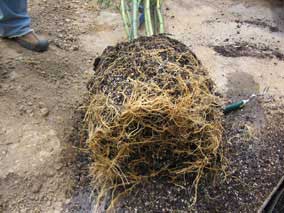 Bamboo out of container and roots roughed up to encourage spreading