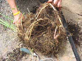 Trying to untangle winding rhizomes