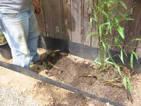 Holding down winding rhizome to straighten it out while planting