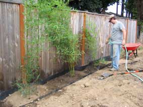 Watering the last bamboo after planting