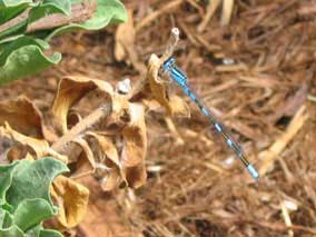 Blue damselfly on Seaside Daisy foliage in flowerbed