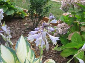 <em>Hosta</em> Hosta 'June' blooms