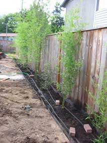 Bamboo with soaker hose in place