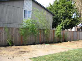 Bamboo screen at the end of planting day