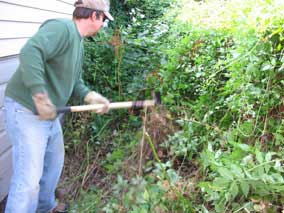 Hacking away at the tangled vines and weeds with a hoe