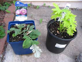 Cornflower and Delphinium