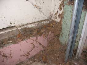 Garage sill with frass from carpenter ants