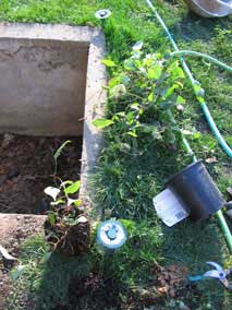 Clematis after severe haircut, ready to be planted