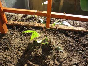 <em>Clematis</em> Clematis 'Liberation' planted and wire-tied to trellis