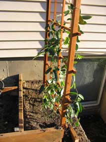 <em>Holboelia coriacea</em> China Blue Vine planted and trained on trellis