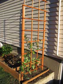 Trellis with vines planted