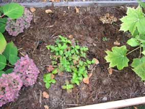 Existing <em>Cornus canadensis</em> Bunchberry in planter bed