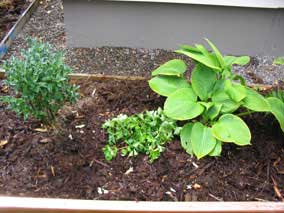 <em>Cornus canadensis</em> Bunchberry after planting