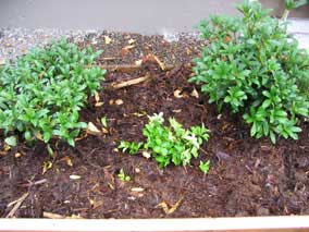 <em>Cornus canadensis</em> Bunchberry after planting