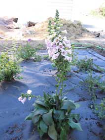 <em>Digitalis purpurea</em> Foxglove 'Camelot Lavender'