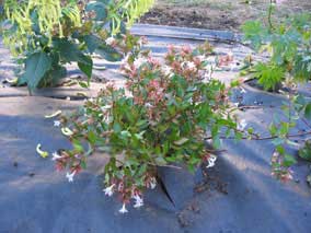 <em>Abelia x grandiflora</em> Abelia 'Edward Goucher'