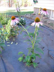 <em>Echinacea purpurea</em> Purple Coneflower