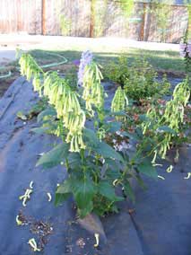 <em>Phygelius aequalis</em> Cape Fuchsia 'Yellow Trumpet'