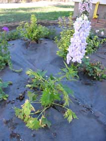 <em>Delphinium elatum</em> Larkspur 'Guardian Lavender'