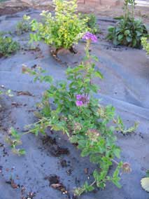 <em>Verbena canadensis</em> Verbena 'Homestead Purple'