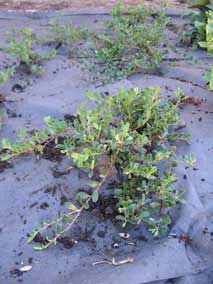 <em>Arctostaphylos uva-ursi</em> Kinnikinnick 'Massachusetts'