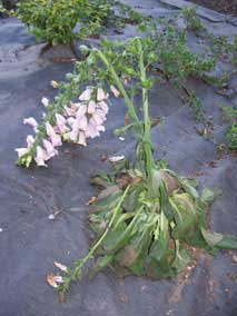 Foxglove in the throes of death