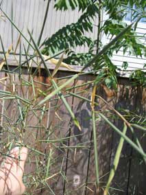 Closeup of rolled and dying bamboo leaves