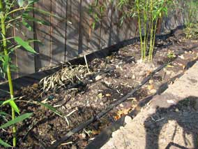 New bamboo shoots coming up in August