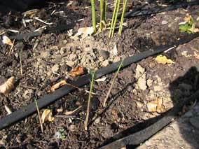 New bamboo shoots coming up in August