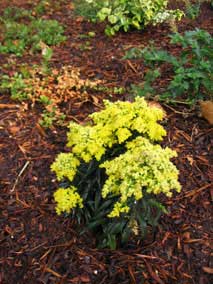 <em>Solidago</em> Dwarf Goldenrod 'Sweety'