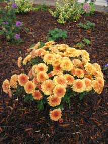 <em>Chrysanthemum morifolium</em> Garden Mum 'Bronze'