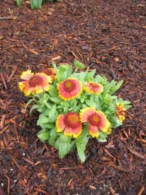 <em>Gaillardia x grandiflora</em> Blanket Flower 'Arizona Sun'