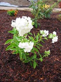 <em>Phlox panticulata</em> Phlox 'David'