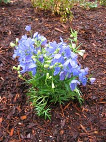 <em>Delphinium grandiflorum</em> Delphinium 'Blue Mirror'