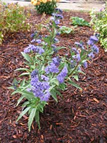 <em>Caryopteris x clandonensis</em> Spiraea 'First Choice'