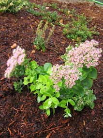 <em>Sedum spectabile</em> Stonecrop 'Brilliant'