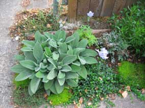 Lamb's Ear really getting big