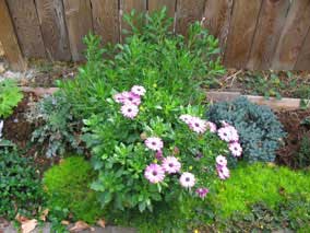 African Daisies growing and blooming again