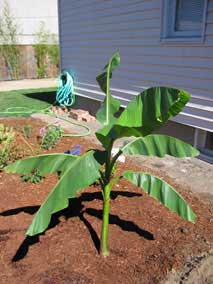 <em>Musa basjoo</em> Japanese Fiber Banana