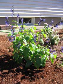 <em>Salvia guaranitica</em> Salvia 'Black and Blue'