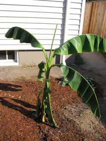 Banana with two leaves wilted but a new one extending from the top