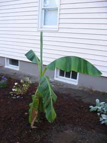 Banana with new leaf unfurling a little more