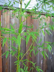 Closeup of Yellow Groove Bamboo