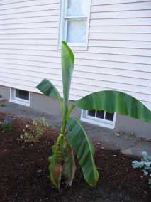 Banana with new leaf opening up