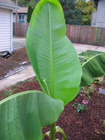 New banana leaf