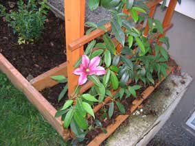 Male flower on China Blue Vine