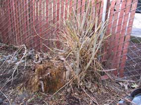 Tree stump next to garage