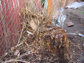 Tree stump next to garage