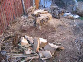 Tree stump after some chainsaw work